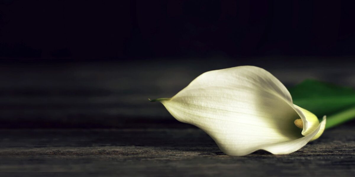 BCG Wrongful Death_2